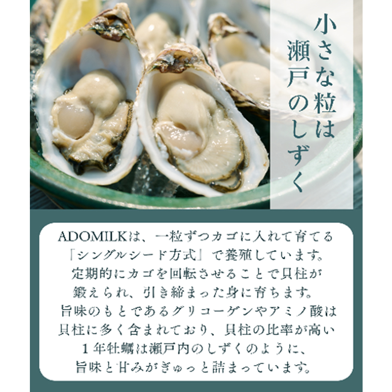 香川県東かがわ市産生食用牡蠣・ADOMILK 12個セット アドミルク あどみるく