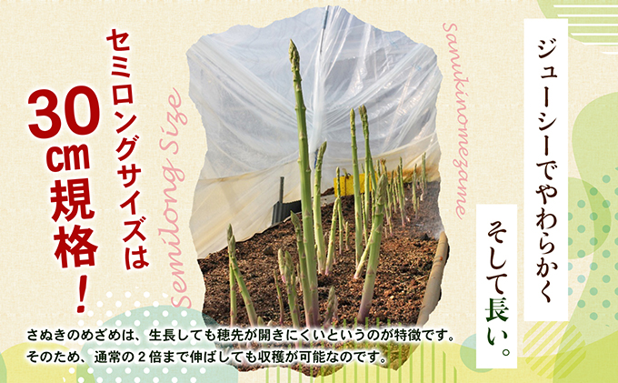 アスパラガス【さぬきのめざめ】夏芽30cmセミロングサイズ1kg
