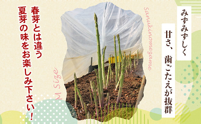 アスパラガス【さぬきのめざめ】夏芽Mサイズ900g