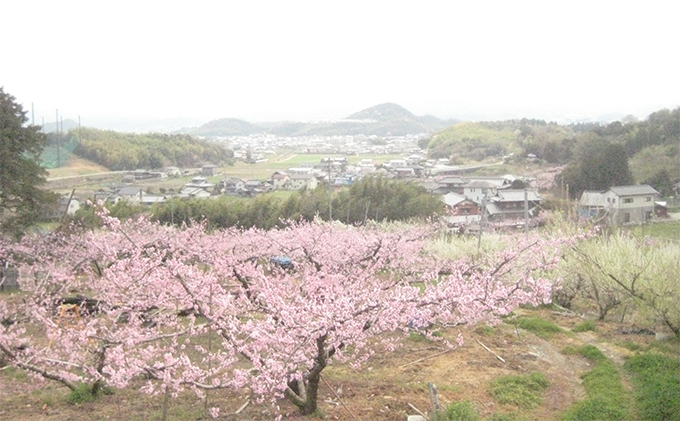 桃 瀬戸の天使 とろける桃 5～9玉 3kg 旬の桃 もも モモ ピーチ フルーツ 果物 くだもの 果実 旬の果物 旬のフルーツ 香川 香川県 東かがわ市