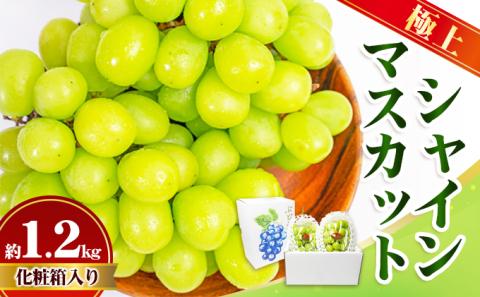 極上 シャインマスカット 大房 2房 1.2kg 化粧箱 マスカット 葡萄 ぶどう ブドウ フルーツ 果物 くだもの 果実 旬の果物 旬のフルーツ 贈答用 ギフト プレゼント 香川 香川県 東かがわ市