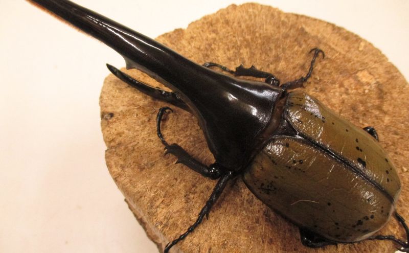 ヘラクレスオオカブト♂１３０ミリ前後・♀お任せ