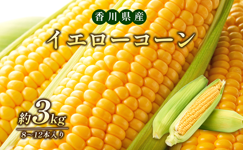 イエローコーン 　約3kg 野菜 とうもろこし 野菜セット