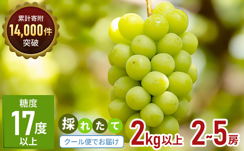 「9月30日までの食卓応援品」  シャインマスカット  2房～5房（約2kg） 家庭用 マスカット 葡萄 ぶどう ブドウ フルーツ 果物 くだもの 果実 旬の果物 旬のフルーツ 香川 香川県 東かがわ市