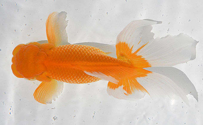 日本オランダ獅子頭（鑑賞・練習用）