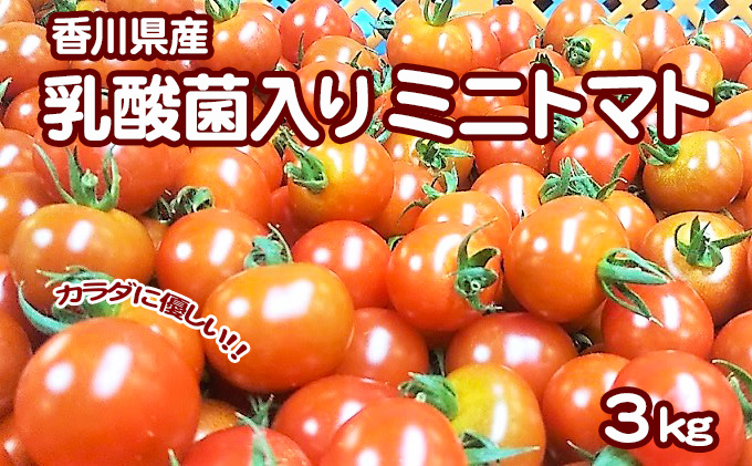 カラダに優しい「乳酸菌入り ミニトマト3kg」初物 野菜