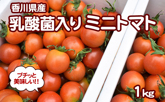 プチッと美味しい！「乳酸菌入り ミニトマト1kg」初物 野菜