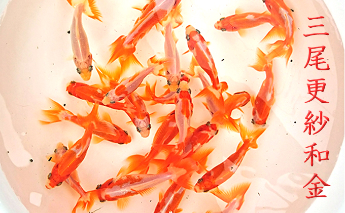 希少種！長物4種4匹セット