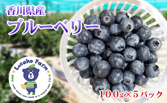 Lucaho Farm ブルーベリー（発送2025年6月～）