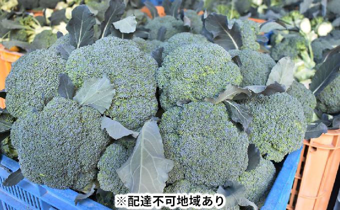 ふじもとファームの新鮮ブロッコリー　約1.8kg（6～8個）