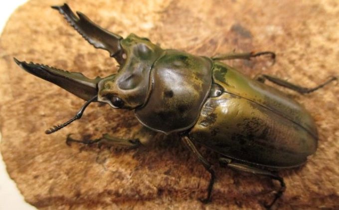 ババオウゴンオニクワガタ♂70ミリ前後・♀お任せ