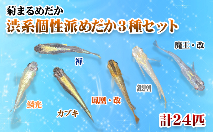 幹之メダカ 幼魚10匹セット 美味かっ