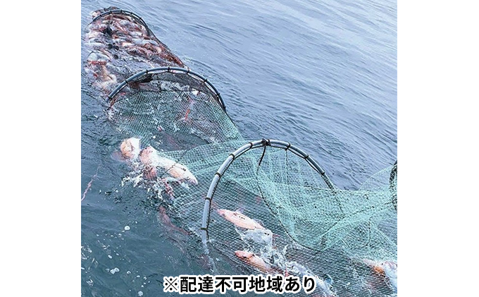 朝捕れ直送！！瀬戸内の「鯛」1.2kg～2kg×1尾～2尾