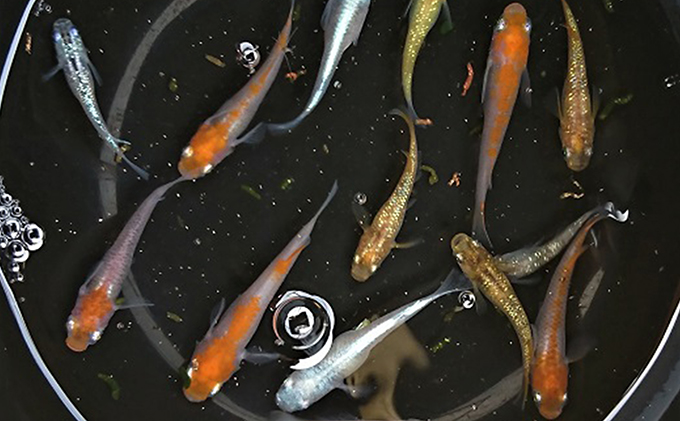 東かがわ市産　改良メダカ【A】①3種各8匹合計24匹