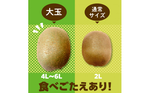 【ふるさと納税】三豊市産 ヘイワードキウイ【大玉】5kg(4L～6Lサイズ 40～35玉前後)