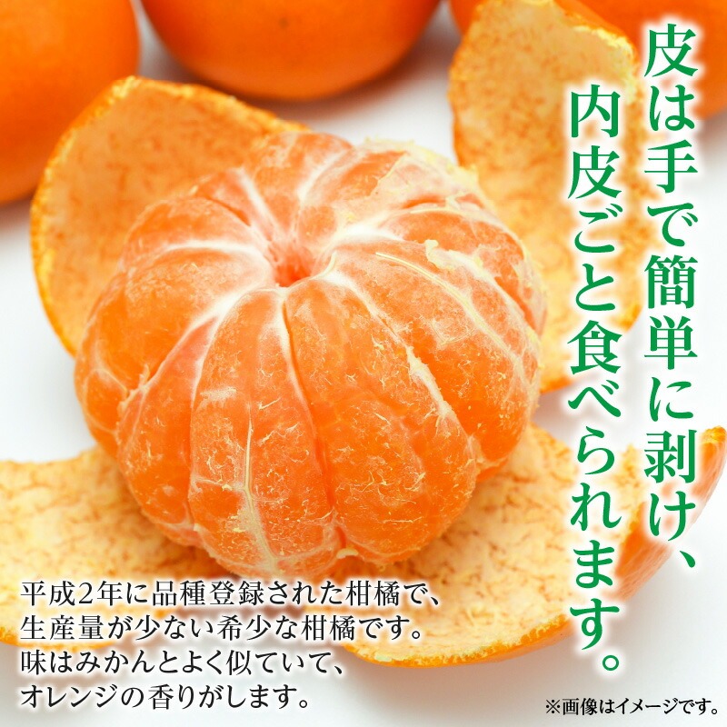 【ふるさと納税】希少な柑橘「はれひめ」約10kg