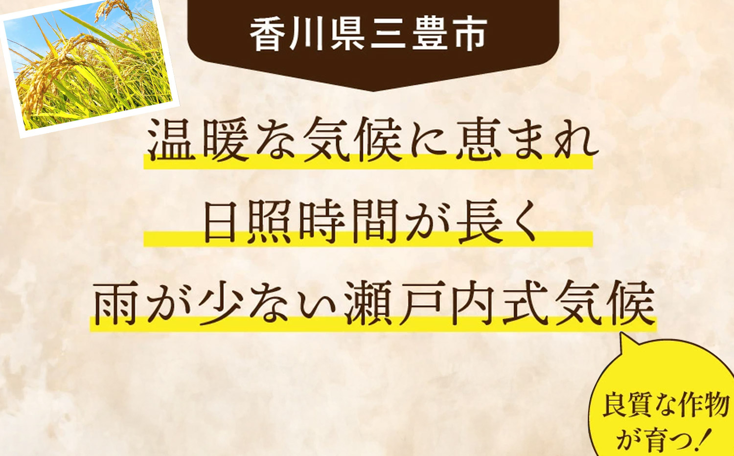 コシヒカリ　10kg