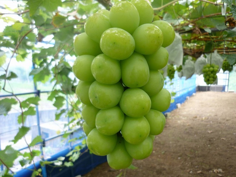 【9月1日から】【さぬき讃フルーツ】シャインマスカット 約5kg