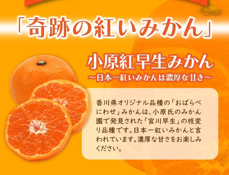 【ふるさと納税】小原紅早生みかん 3kg