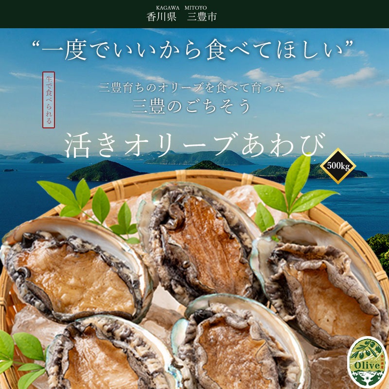 オリーブアワビ約500g(5個入り前後)×12