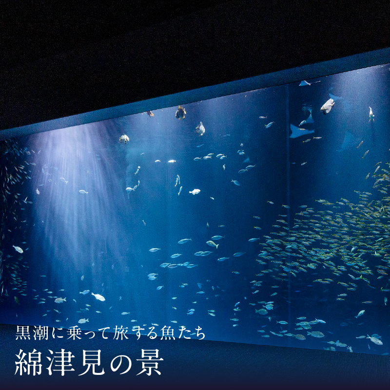 四国水族館ペアチケット