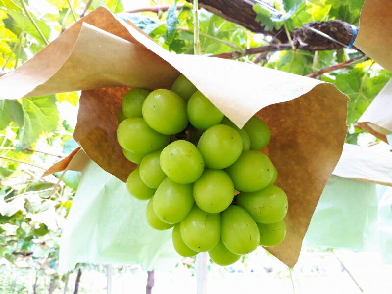 【8月下旬より発送】シャインマスカット2kg(3房)【700g以上】【糖度17度以上】