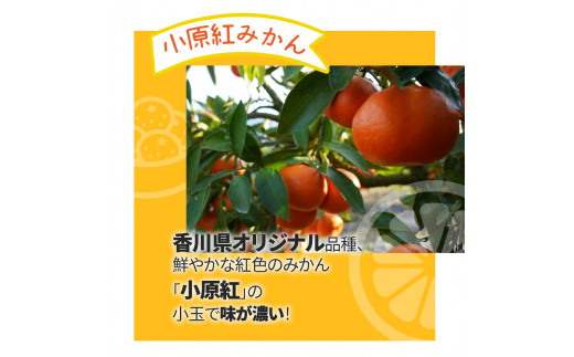 【ふるさと納税】「みとよのみ」みかん食べ比べセット[2回お届け]【2024年出荷分の予約受付】