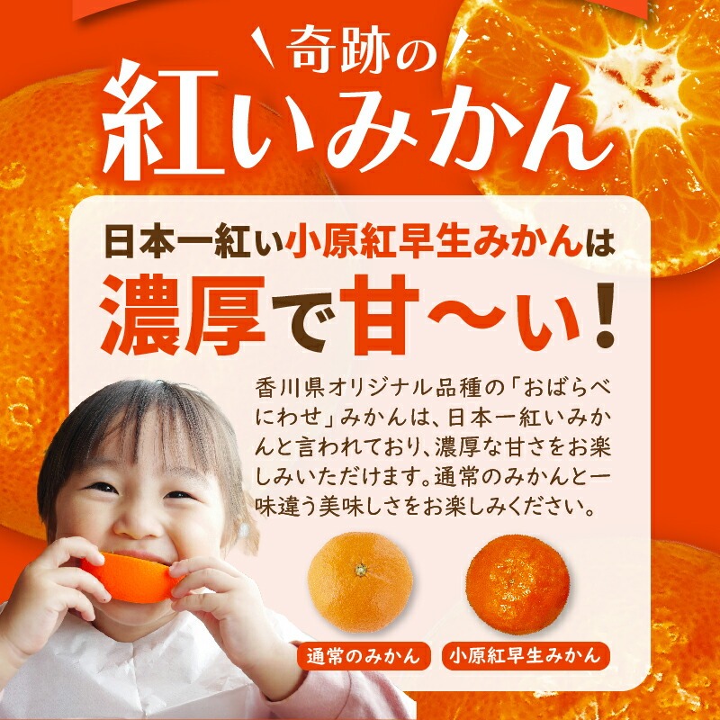 【ふるさと納税】【マスターショップセレクト】「小原紅早生みかん」の定期便(年3回)