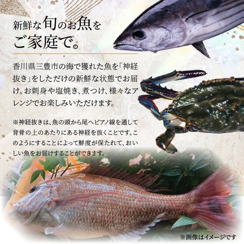 鮮魚詰め合わせ 5～6尾(約2.5kg)
