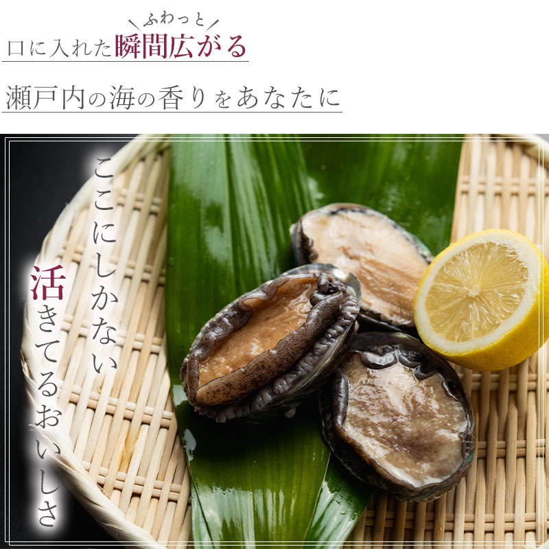 オリーブアワビ約500g(5個入り前後)×12