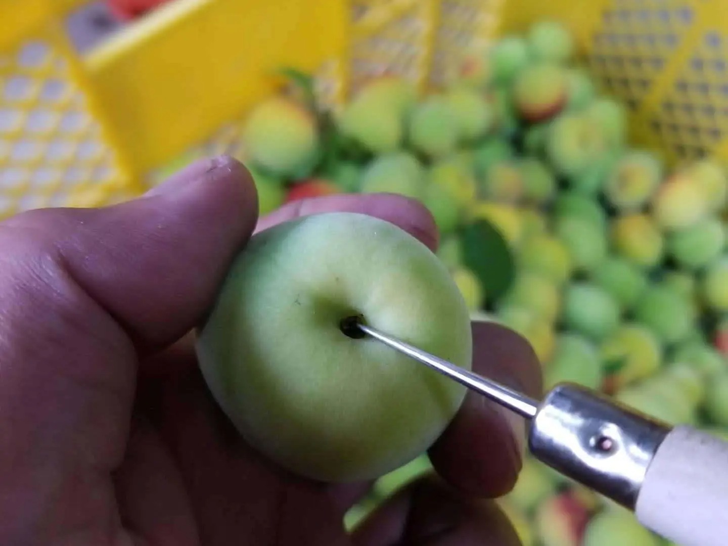 お家でうめしごと。☆梅シロップkit☆