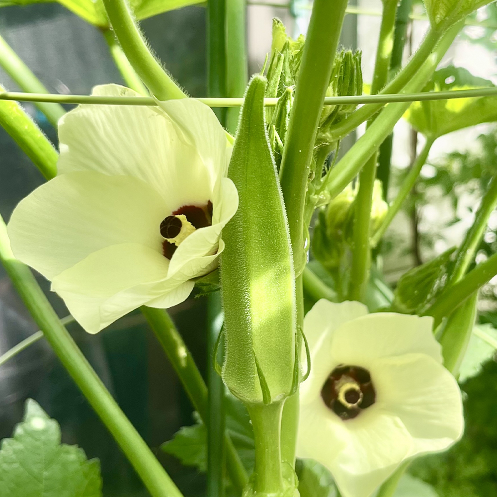 オクラ　約1.4kg