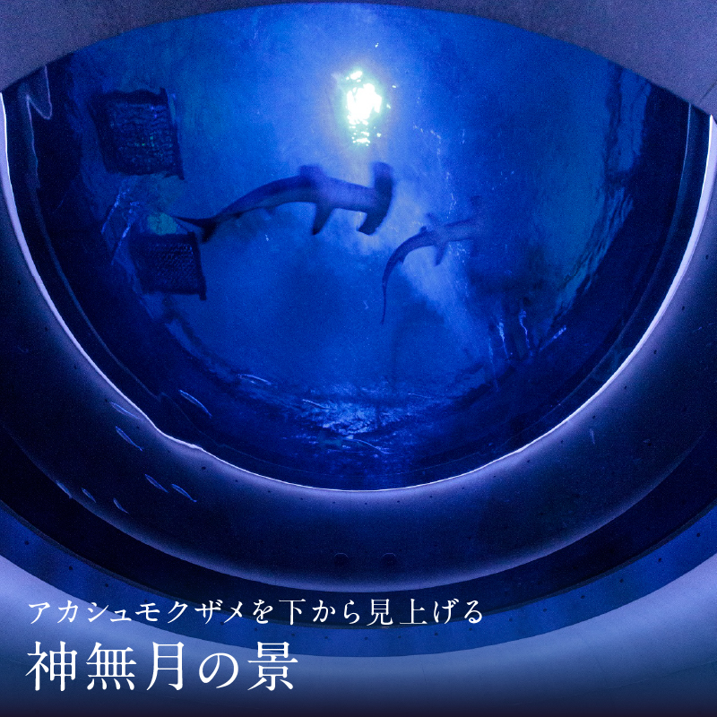 四国水族館ペアチケット