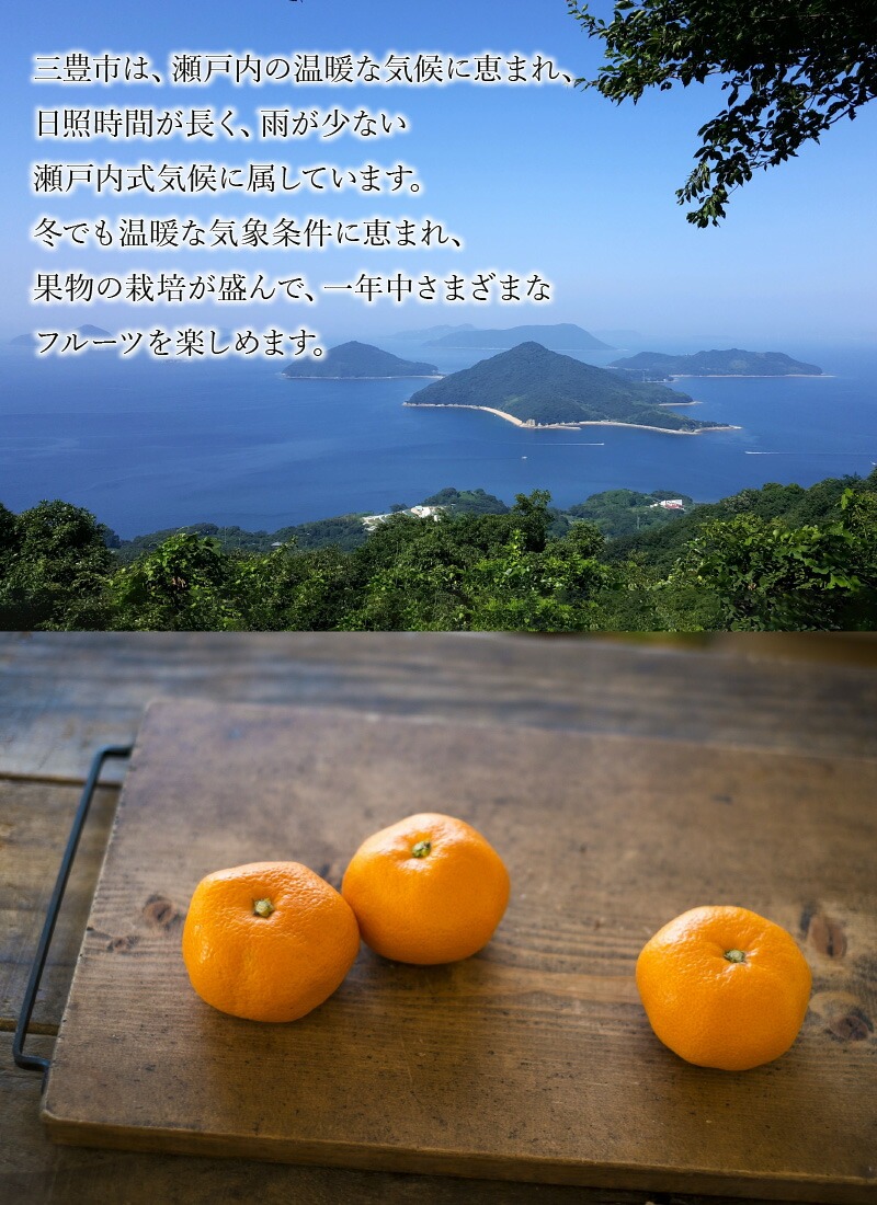 【11/15より発送】三豊市産 極上【マル曽 早生みかん約5kg】S～Mサイズ