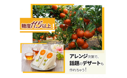 【ふるさと納税】「みとよのみ」みかん食べ比べセット[2回お届け]【2024年出荷分の予約受付】