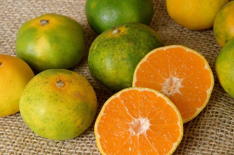 【10月上旬より】由良早生みかん 5kg×2箱【ギフト可】