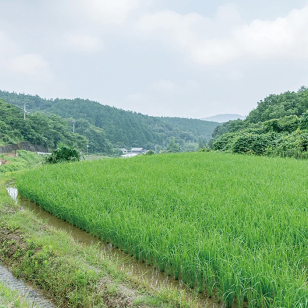 【ふるさと納税】にじのきらめき5kg