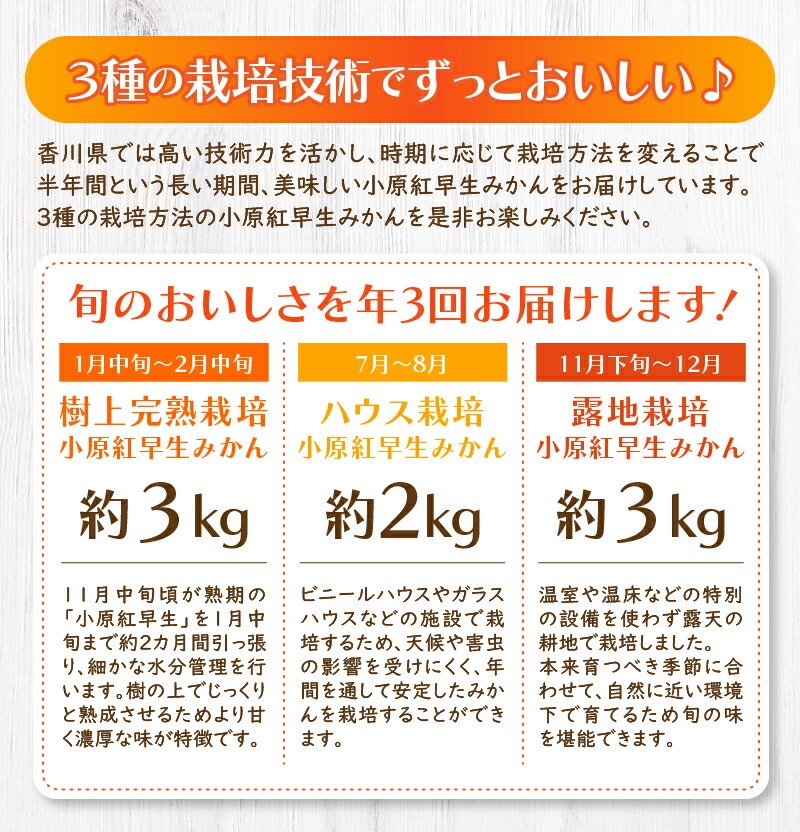 【ふるさと納税】【マスターショップセレクト】「小原紅早生みかん」の定期便(年3回)