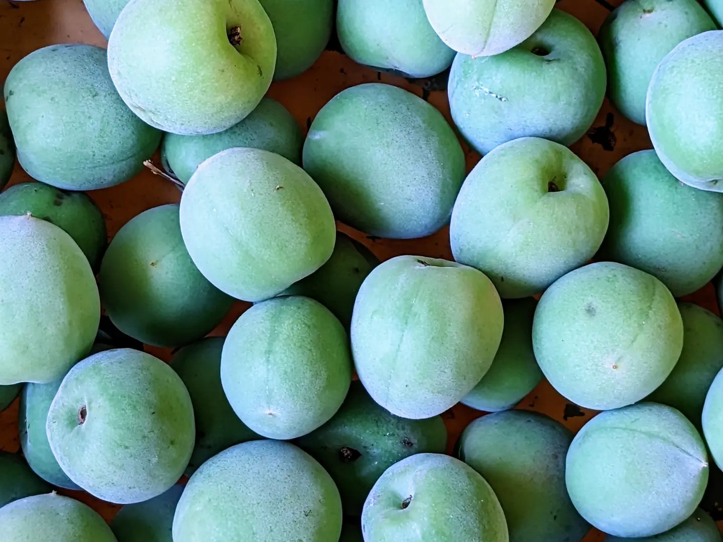 お家でうめしごと。☆梅シロップkit☆