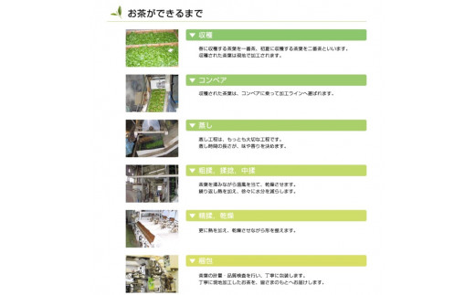 希少なお茶【高瀬茶】水でよく出る 緑茶三角ティーバッグ「200回分」160g(4g×40個)×5袋