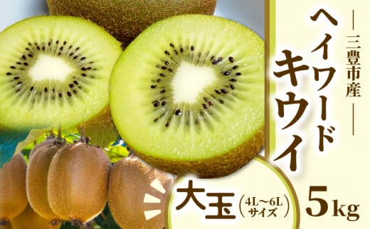 【ふるさと納税】三豊市産 ヘイワードキウイ【大玉】5kg(4L～6Lサイズ 40～35玉前後)
