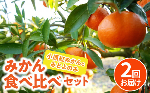 【ふるさと納税】「みとよのみ」みかん食べ比べセット[2回お届け]【2024年出荷分の予約受付】