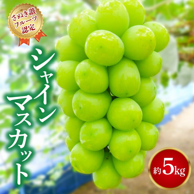 【9月1日から】【さぬき讃フルーツ】シャインマスカット 約5kg