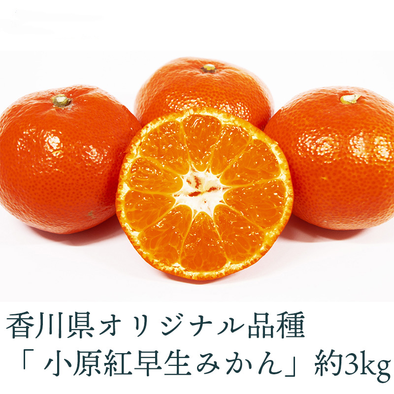 【ふるさと納税】小原紅早生みかん 3kg