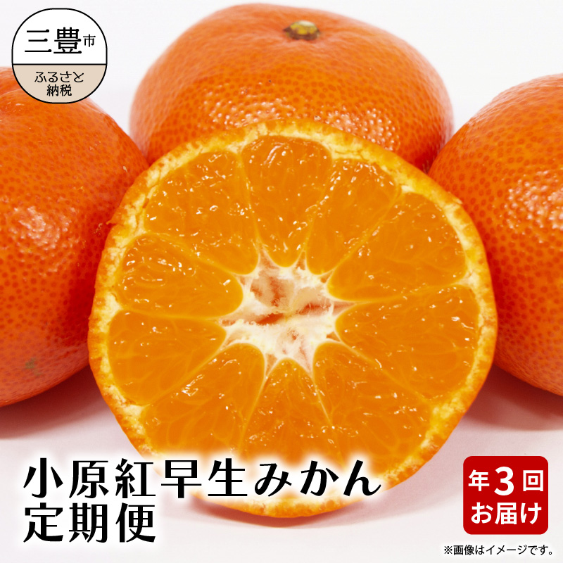 小原紅早生みかん 定期便 年3回 約 8.5kg