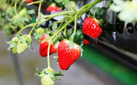 【 小豆島 】【2月からの発送】小豆島のいちご（女峰）400g 化粧箱入り×2箱 果物類 苺 イチゴ