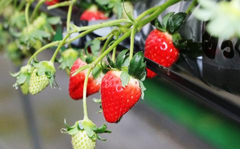 【 小豆島 】【3月からの発送】小豆島のいちご（女峰）230g×4パック 果物類 苺 イチゴ