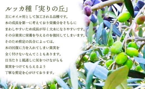 予約商品【 小豆島 】[小豆島産100％] エキストラバージン オリーブオイル 100ml [ルッカ種] 実りの丘※2025年12月発送開始