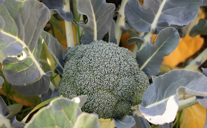 訳ありブロッコリー　約4.5kg（サイズおまかせ）