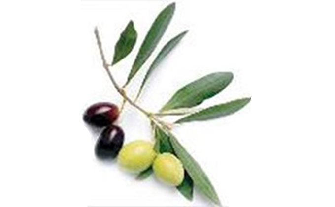 【 小豆島 】スパークリング・オリーブ　12本セット